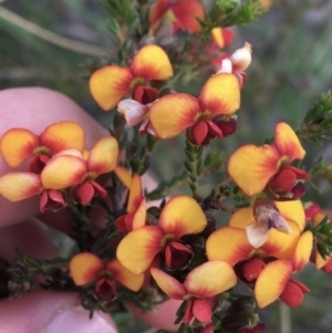 Dillwynia phylicoides at Downer, ACT - 10 Sep 2021 02:55 PM