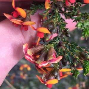 Dillwynia phylicoides at Downer, ACT - 10 Sep 2021 02:55 PM