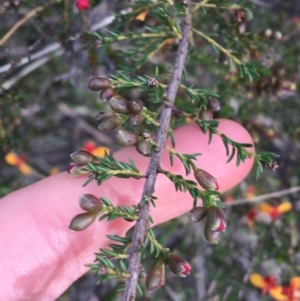 Dillwynia phylicoides at Downer, ACT - 10 Sep 2021 02:55 PM