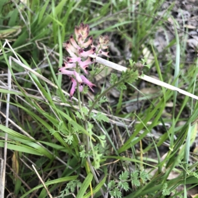 Fumaria bastardii (Bastard Fumitory) at Macquarie, ACT - 11 Sep 2021 by Dora