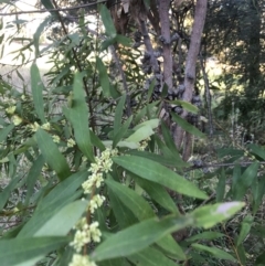 Hakea salicifolia (Willow-leaved Hakea) at Flea Bog Flat to Emu Creek Corridor - 11 Sep 2021 by Dora