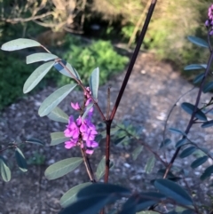 Indigofera australis subsp. australis (Australian Indigo) at Macquarie, ACT - 11 Sep 2021 by Dora