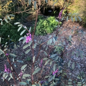 Indigofera australis subsp. australis at Macquarie, ACT - 11 Sep 2021 05:11 PM