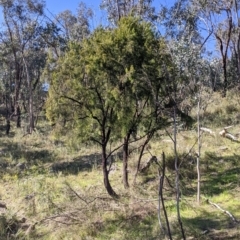 Exocarpos cupressiformis (Cherry Ballart) at West Albury, NSW - 11 Sep 2021 by Darcy