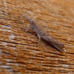Coryphistes ruricola (Bark-mimicking Grasshopper) at Rugosa - 11 Sep 2021 by SenexRugosus