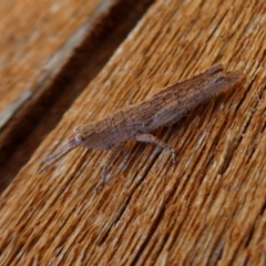 Coryphistes ruricola at Yass River, NSW - 11 Sep 2021 03:10 PM