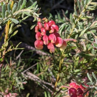 Grevillea lanigera (Woolly Grevillea) at West Albury, NSW - 11 Sep 2021 by Darcy