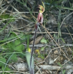 Caladenia actensis (Canberra Spider Orchid) at Downer, ACT - 11 Sep 2021 by jbromilow50