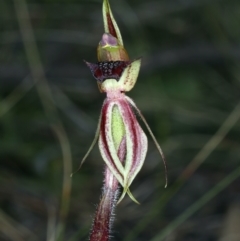 Caladenia actensis at suppressed - 11 Sep 2021