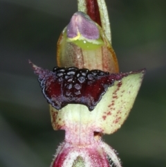 Caladenia actensis at suppressed - 11 Sep 2021