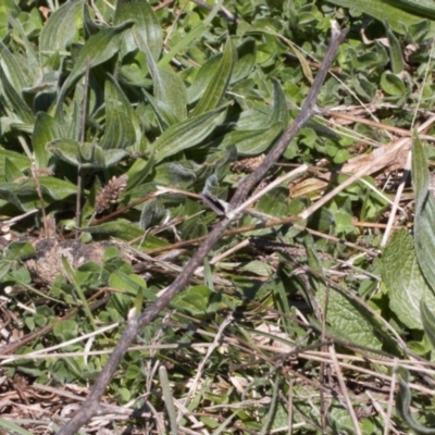 Candalides heathi (Rayed Blue) at Red Hill, ACT - 11 Sep 2021 by RAllen