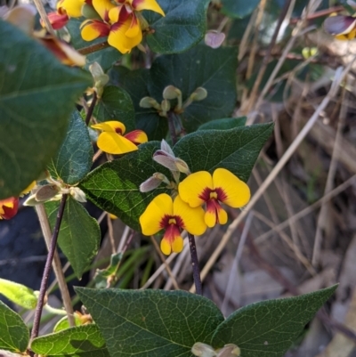 Platylobium formosum (Handsome Flat Pea) at West Albury, NSW - 11 Sep 2021 by Darcy