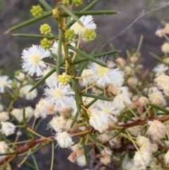 Acacia genistifolia (Early Wattle) at Bruce Ridge to Gossan Hill - 11 Sep 2021 by JVR