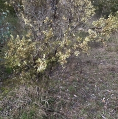 Acacia genistifolia at Bruce, ACT - 11 Sep 2021 06:00 PM