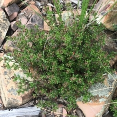 Pomax umbellata (A Pomax) at Downer, ACT - 10 Sep 2021 by Ned_Johnston