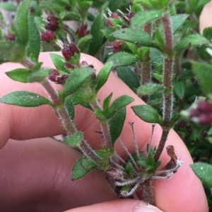 Pomax umbellata at Downer, ACT - 10 Sep 2021