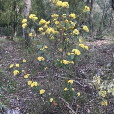 Pomaderris intermedia (Golden Pomaderris) at Downer, ACT - 10 Sep 2021 by Ned_Johnston