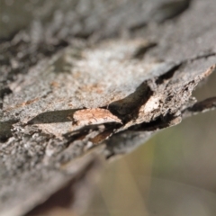 Ledromorpha planirostris at Symonston, ACT - 11 Sep 2021 by RAllen