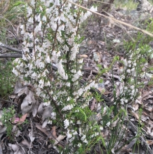 Styphelia fletcheri subsp. brevisepala at Downer, ACT - 10 Sep 2021