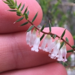 Styphelia fletcheri subsp. brevisepala at Downer, ACT - 10 Sep 2021