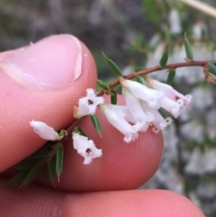 Styphelia fletcheri subsp. brevisepala at Downer, ACT - 10 Sep 2021