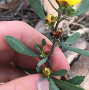 Hibbertia obtusifolia at Downer, ACT - 10 Sep 2021 02:59 PM