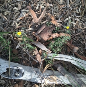 Hibbertia obtusifolia at Downer, ACT - 10 Sep 2021 02:59 PM