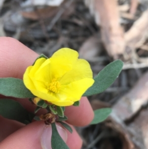 Hibbertia obtusifolia at Downer, ACT - 10 Sep 2021 02:59 PM