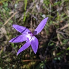 Glossodia major (Wax Lip Orchid) at West Albury, NSW - 11 Sep 2021 by Darcy