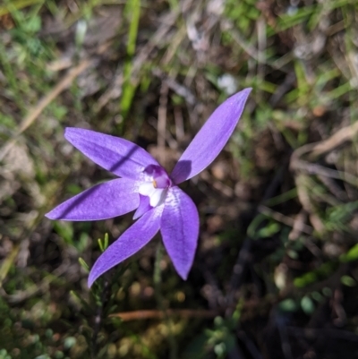 Glossodia major (Wax Lip Orchid) at West Albury, NSW - 11 Sep 2021 by Darcy