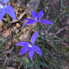 Glossodia major (Wax Lip Orchid) at West Albury, NSW - 11 Sep 2021 by Darcy