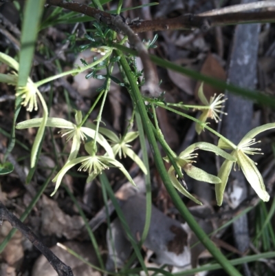 Clematis leptophylla (Small-leaf Clematis, Old Man's Beard) at Downer, ACT - 10 Sep 2021 by NedJohnston