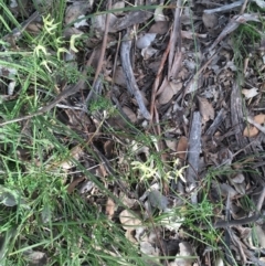 Clematis leptophylla at Downer, ACT - 10 Sep 2021