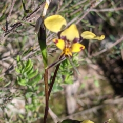 Diuris pardina (Leopard Doubletail) at West Albury, NSW - 11 Sep 2021 by Darcy