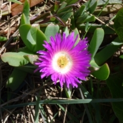 Carpobrotus glaucescens (Pigface) at Evans Head, NSW - 6 Sep 2021 by Claw055