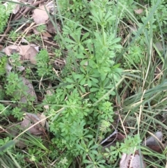 Galium aparine (Goosegrass, Cleavers) at Downer, ACT - 10 Sep 2021 by Ned_Johnston