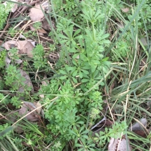 Galium aparine at Downer, ACT - 10 Sep 2021