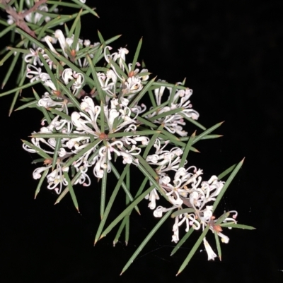 Hakea sericea (Needlebush) at Bruce, ACT - 11 Sep 2021 by JVR