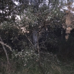 Hakea sericea at Bruce, ACT - 11 Sep 2021