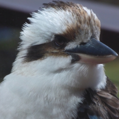 Dacelo novaeguineae (Laughing Kookaburra) at Evans Head, NSW - 8 Sep 2021 by Claw055