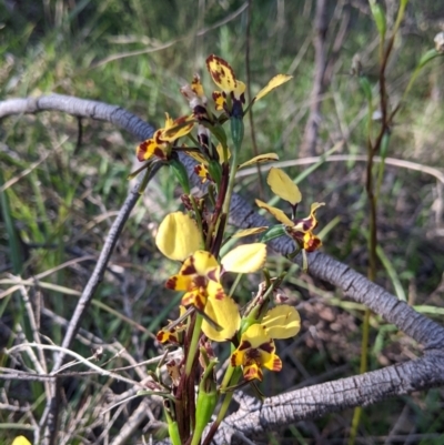 Diuris pardina (Leopard Doubletail) at West Albury, NSW - 11 Sep 2021 by Darcy