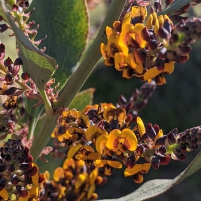 Daviesia latifolia (Hop Bitter-Pea) at Albury, NSW - 11 Sep 2021 by Darcy