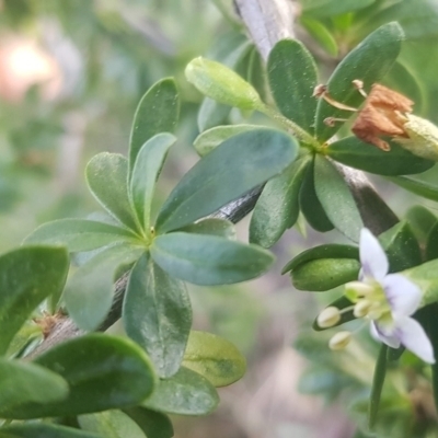 Lycium ferocissimum (African Boxthorn) at Watson, ACT - 11 Sep 2021 by MAX