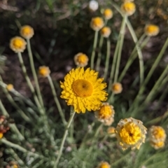 Leucochrysum albicans subsp. albicans (Hoary Sunray) at Albury, NSW - 11 Sep 2021 by Darcy