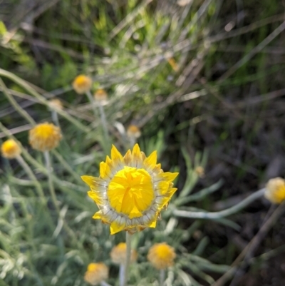 Leucochrysum albicans subsp. albicans (Hoary Sunray) at Albury, NSW - 11 Sep 2021 by Darcy