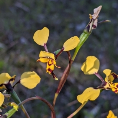 Diuris pardina (Leopard Doubletail) at Albury, NSW - 11 Sep 2021 by Darcy