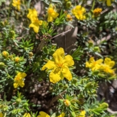 Hibbertia riparia (Erect Guinea-flower) at Albury, NSW - 11 Sep 2021 by Darcy