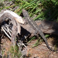 Pogona barbata (Eastern Bearded Dragon) at Evans Head, NSW - 9 Sep 2021 by Claw055