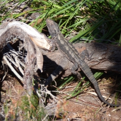 Pogona barbata (Eastern Bearded Dragon) at Evans Head, NSW - 9 Sep 2021 by Claw055