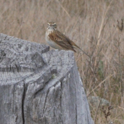 Anthus australis (Australian Pipit) at Chisholm, ACT - 10 Sep 2021 by RAllen